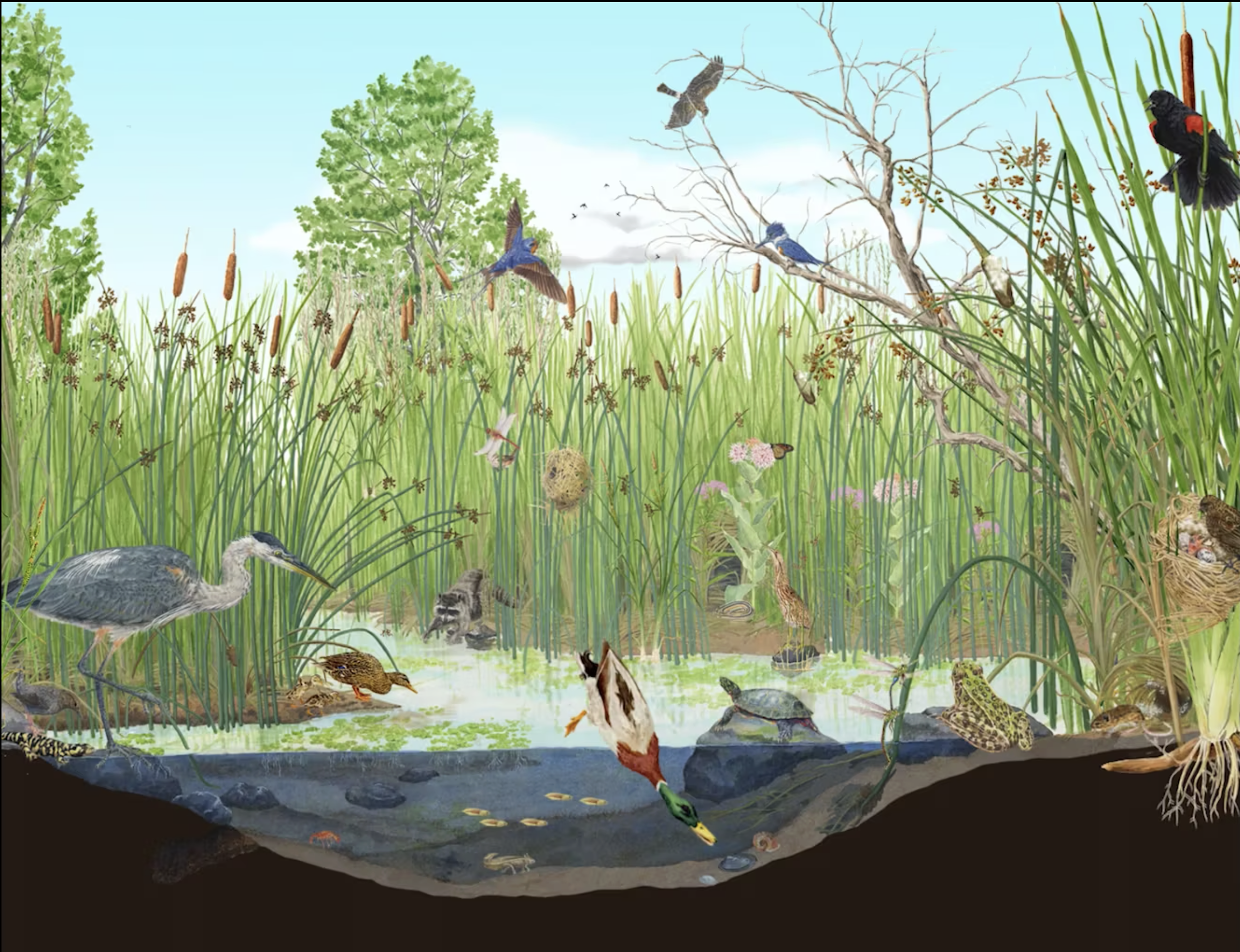 Summer in the Wetlands