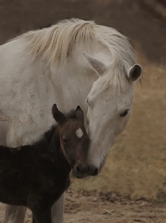 Mare and foal Lipizzan Ghitta-3208_e_sm_hr.jpg