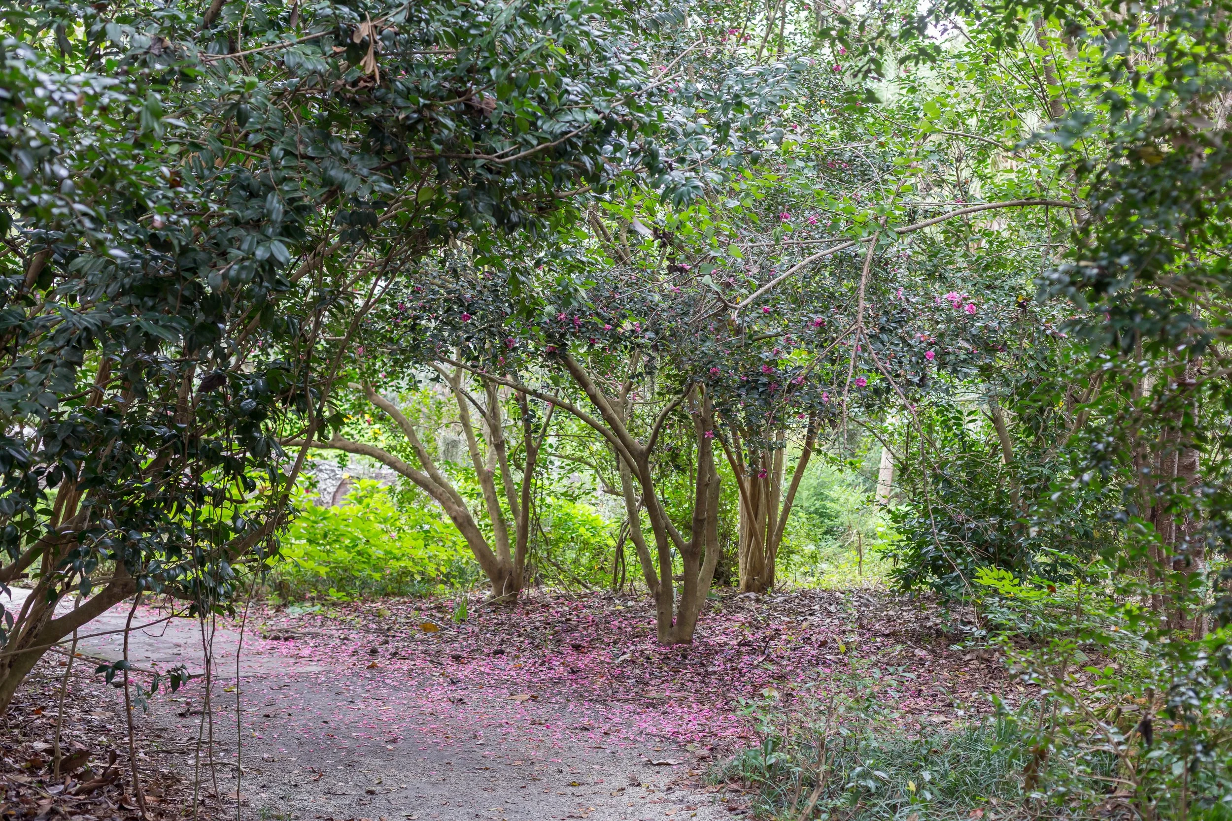 We spent one morning walking the grounds at Magnolia Plantation & Gardens . The grounds are pretty amazing but unfortunately, most of the flowers were no longer in bloom. Every now and then we'd be surprised by a small glimpse of the remaining flowers.
