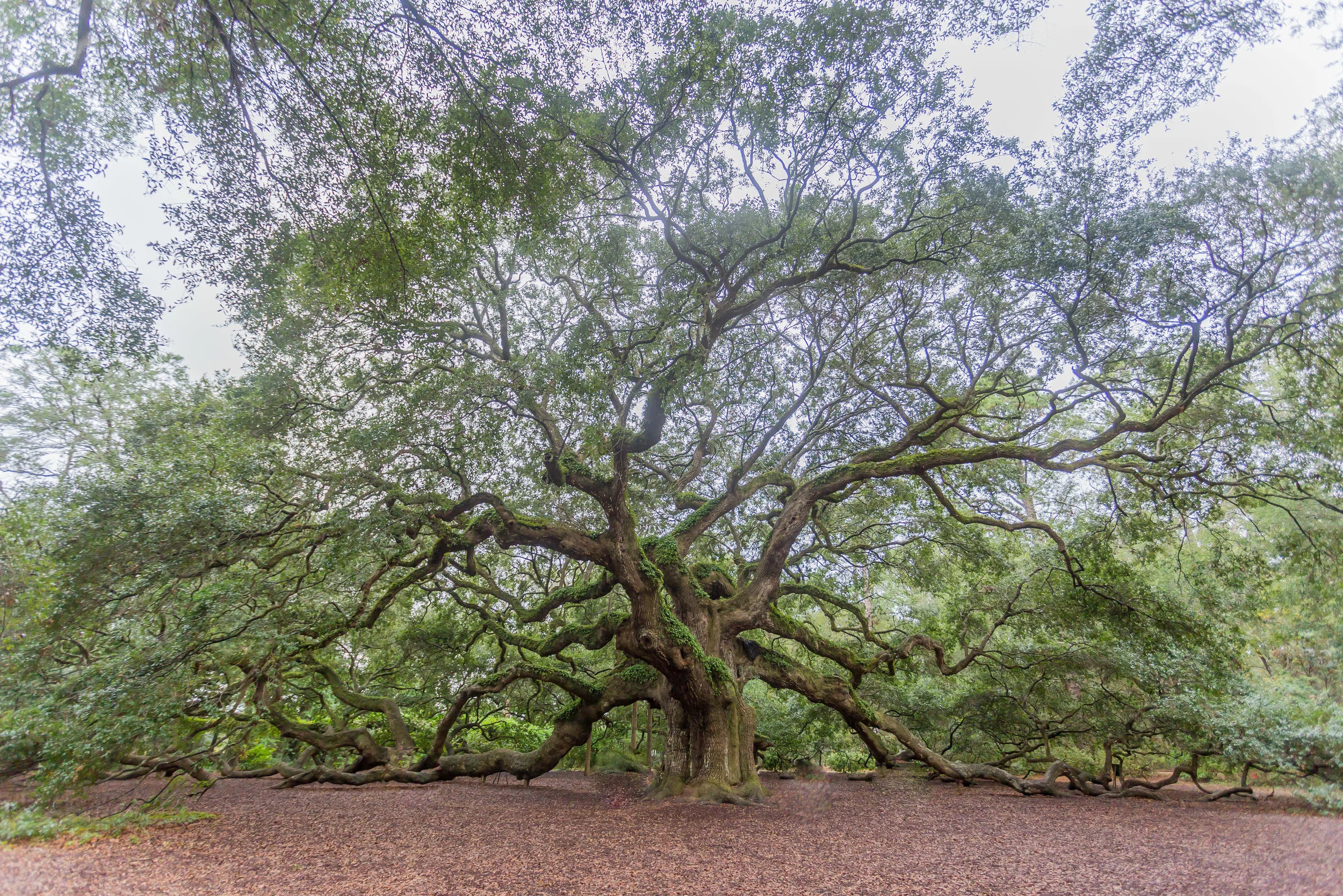 Voila! Here's the gorgeous shot Dan snagged. It's a pretty incredible site. It is said that this tree is anywhere between 400-500 years old. 