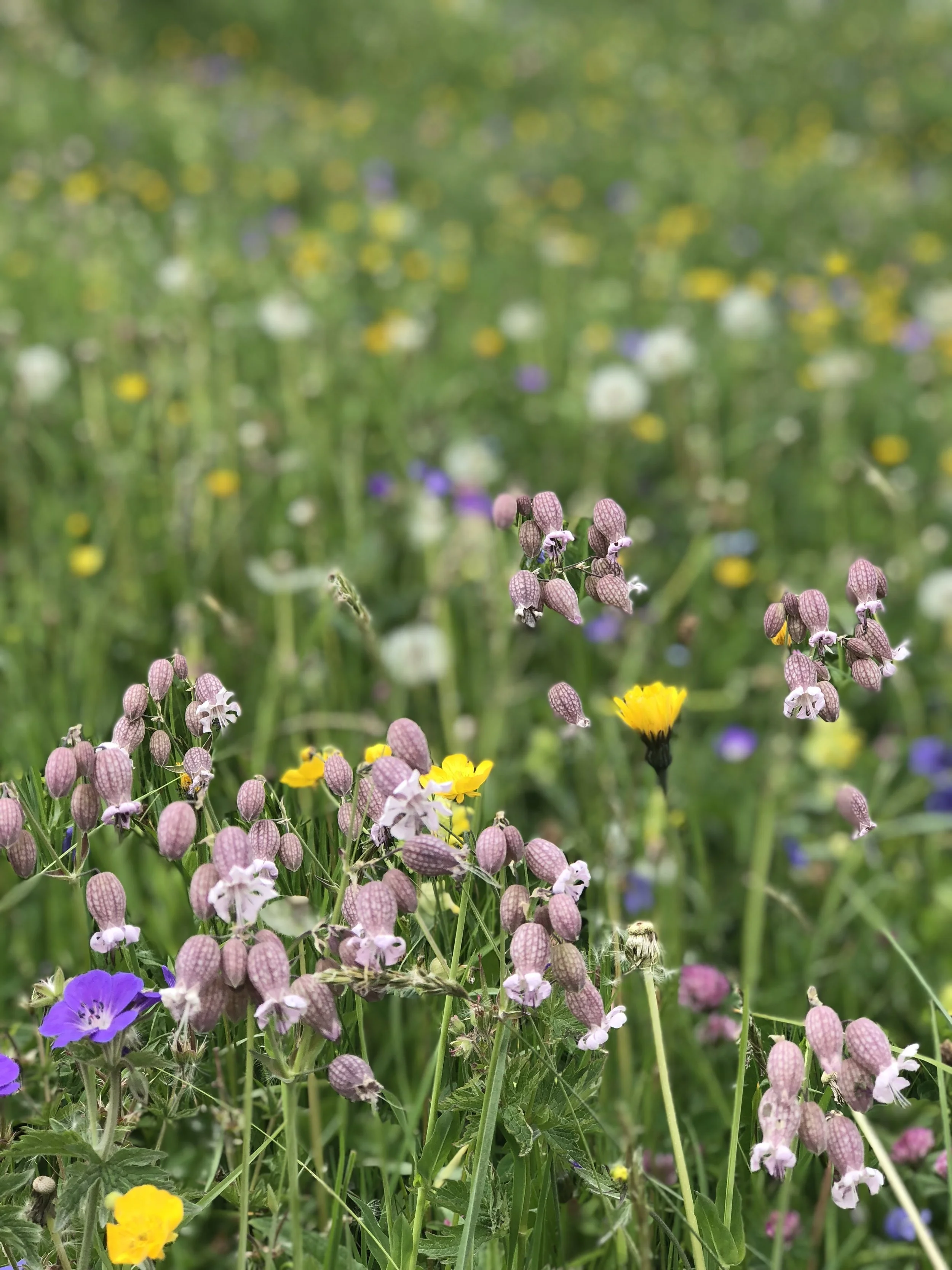 The wildflowers grew as far a the eyes could see! We were also informed that we caught them at a good time because in the following weeks more cows will be brought back into the mountains and they graze on all the wildflowers.