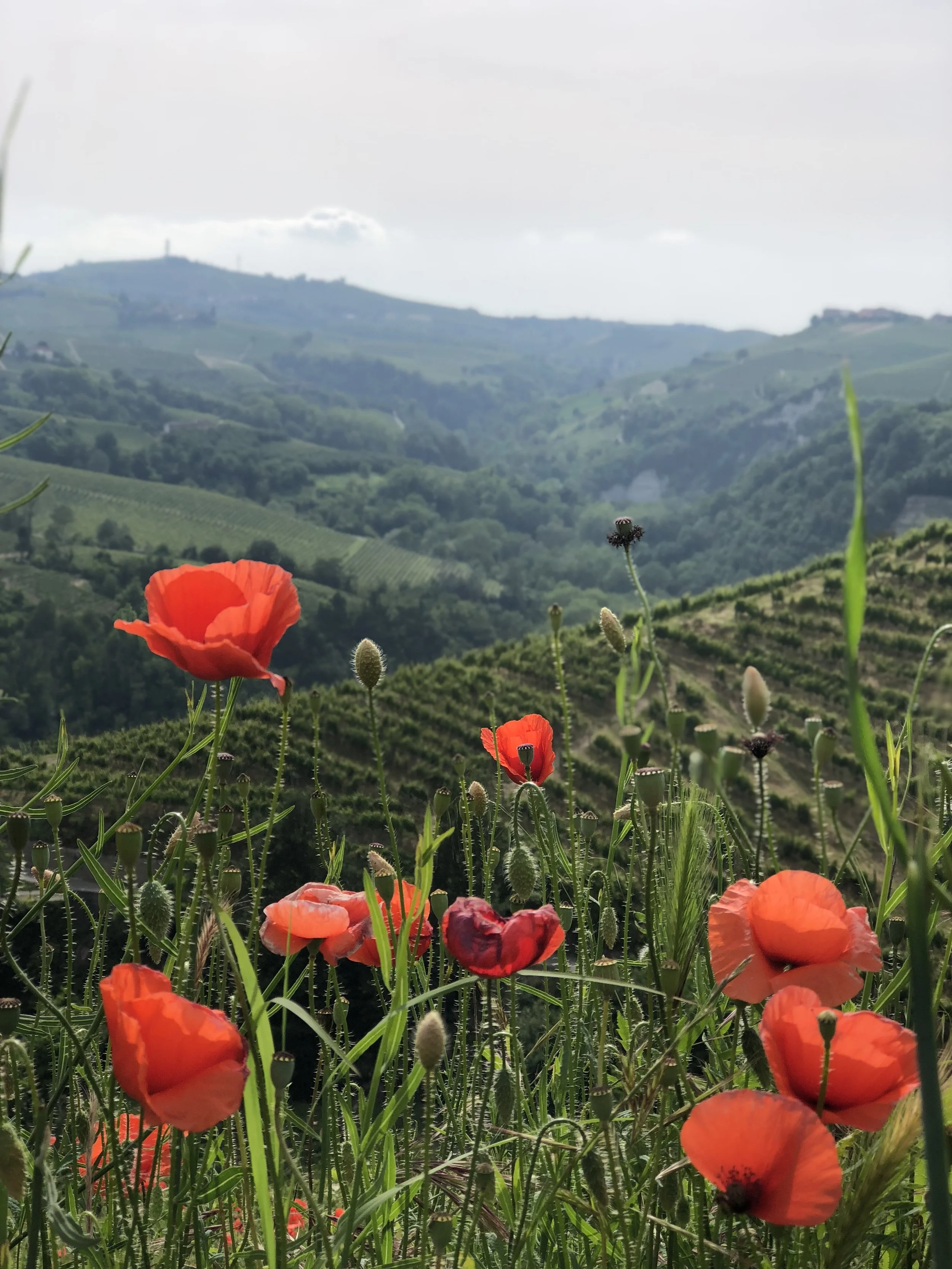 Next stop, Canelli, a small picturesque town. We stopped for the photog to snap some pics of the beautiful rolling hills.