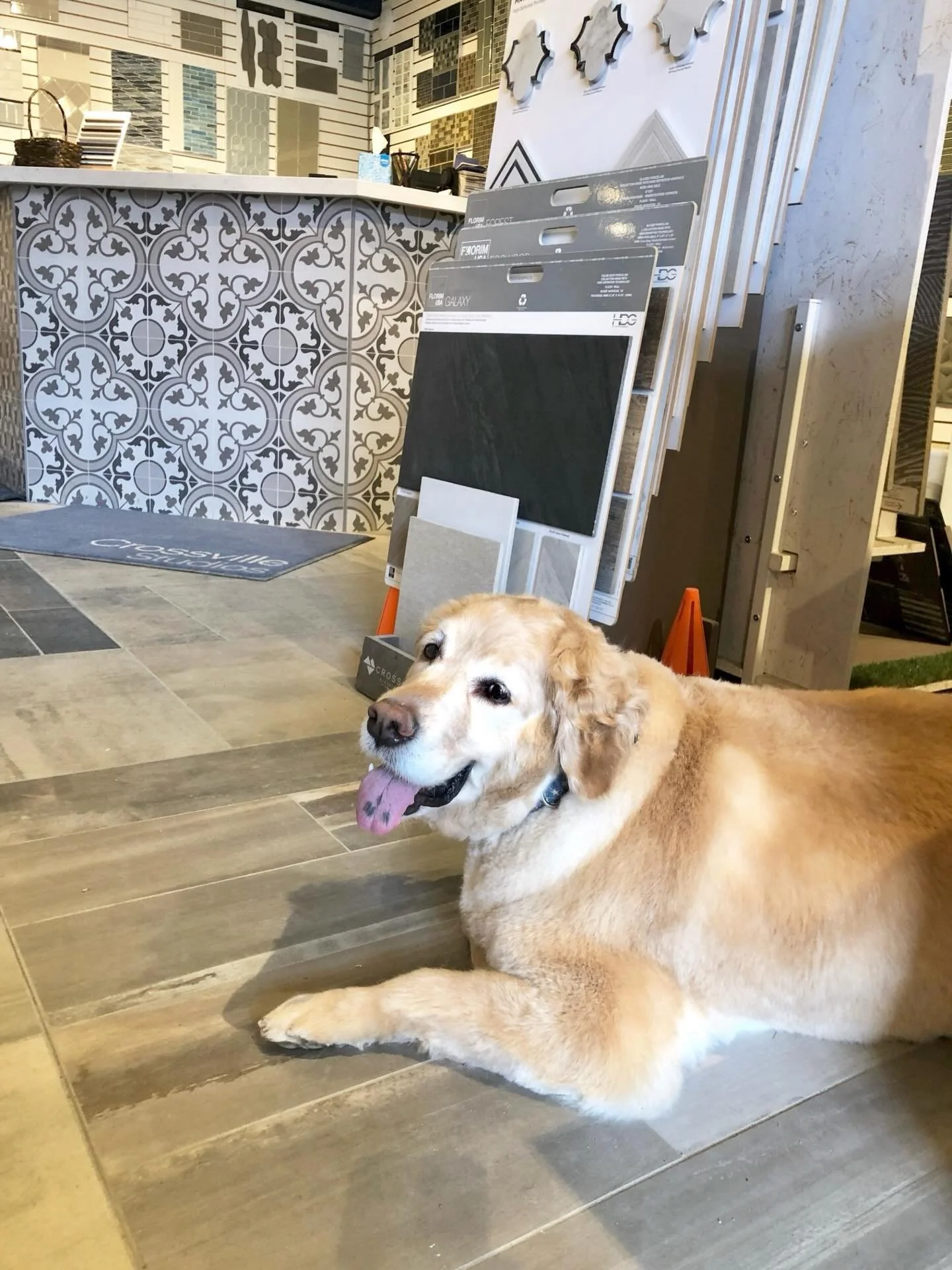 Missing my furry assistant everyday 🤍🪽