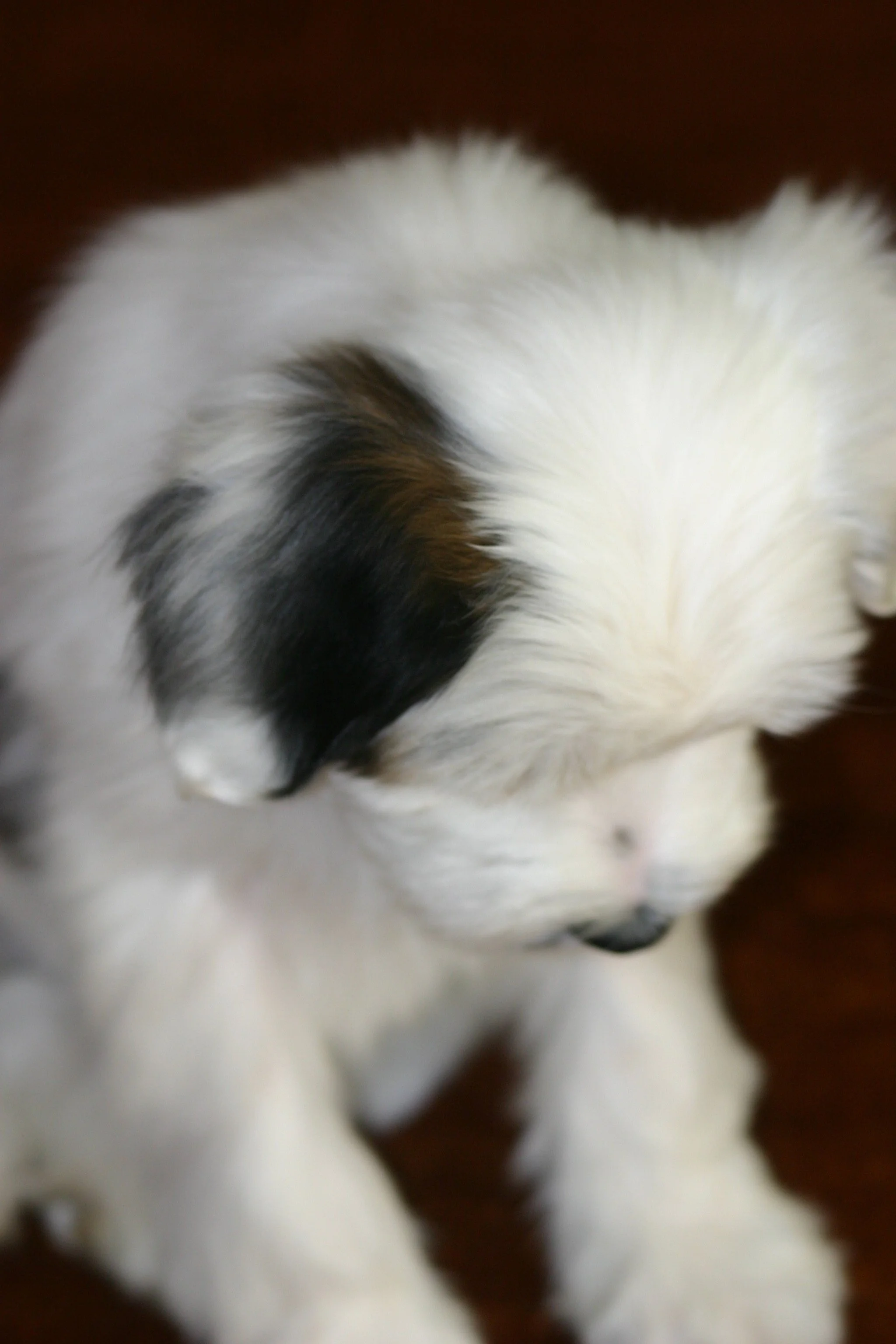 The Scent of a Puppy's Paw