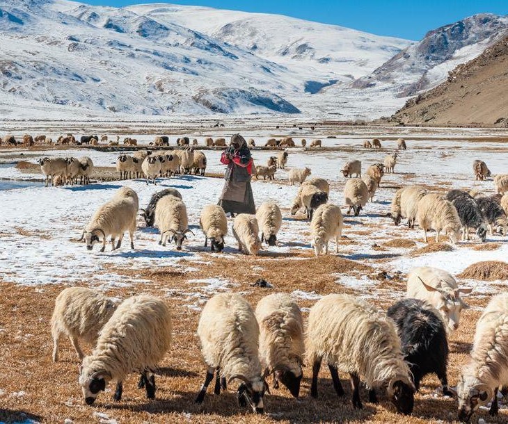 Changthang region sheep and goats.jpg