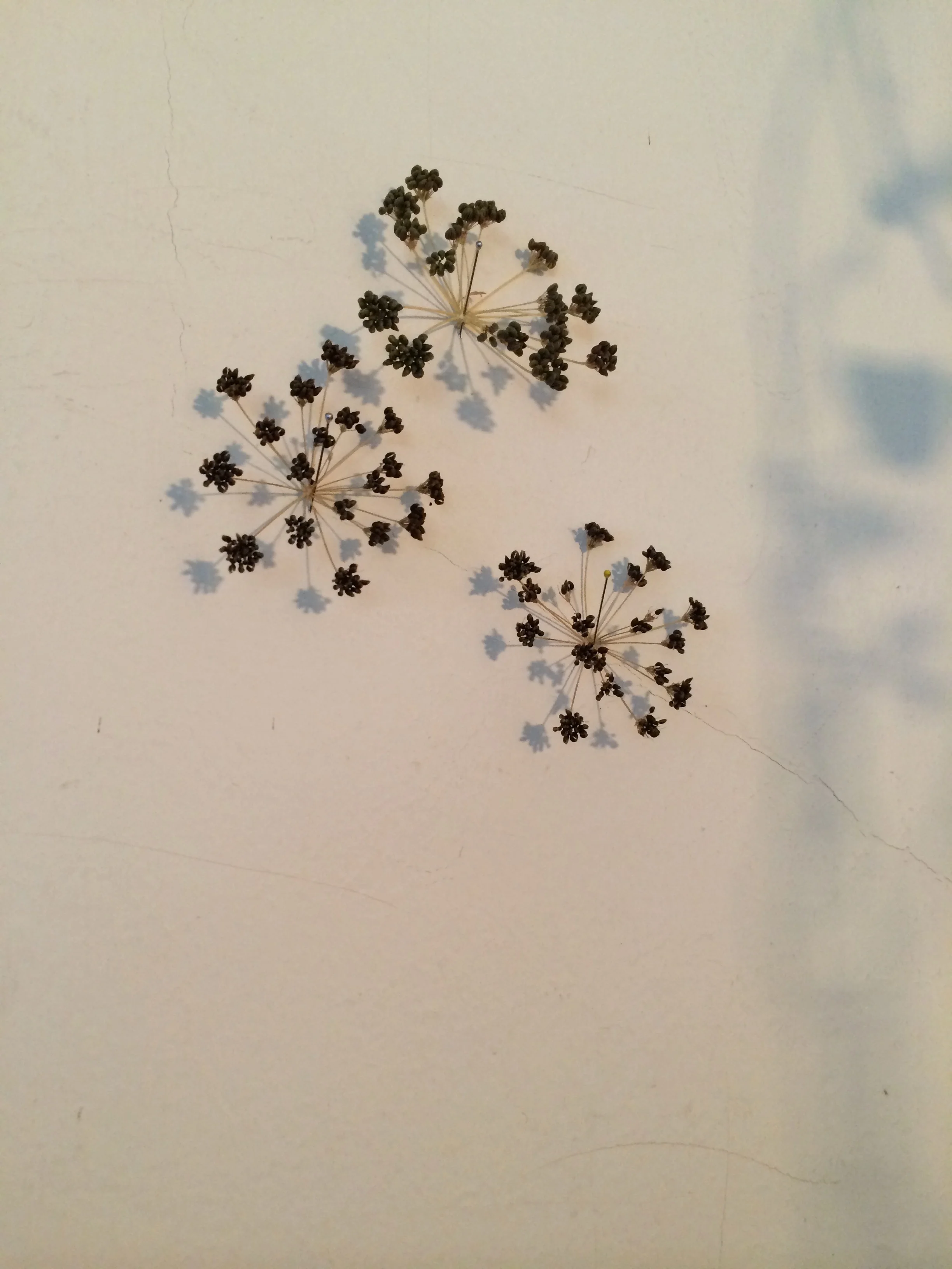Wall display of dried cilantro seed flower