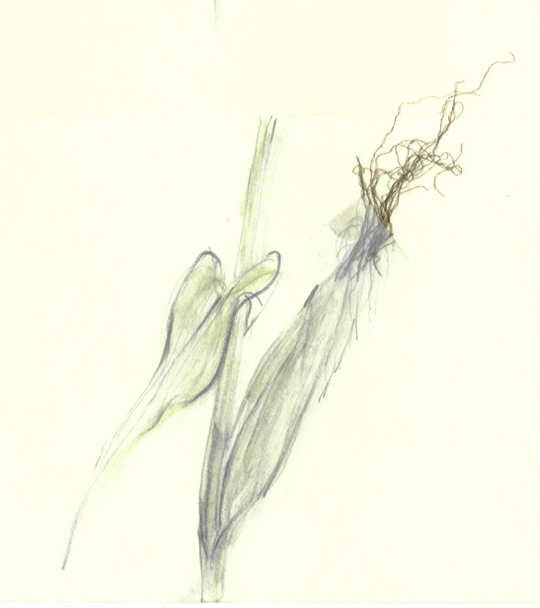 Corn stalk using dried husk and plant stems for the green color
