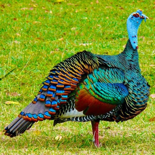 The magnificent Ocellated Turkey - visit www.huntcxmx.com to book one of these great turkey hunts! 🇲🇽🦃🏹