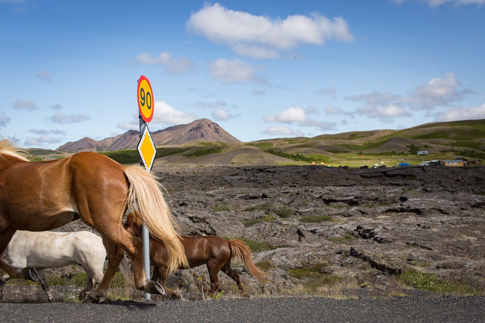 Horses run along the road in Myvatn, in northern Iceland.