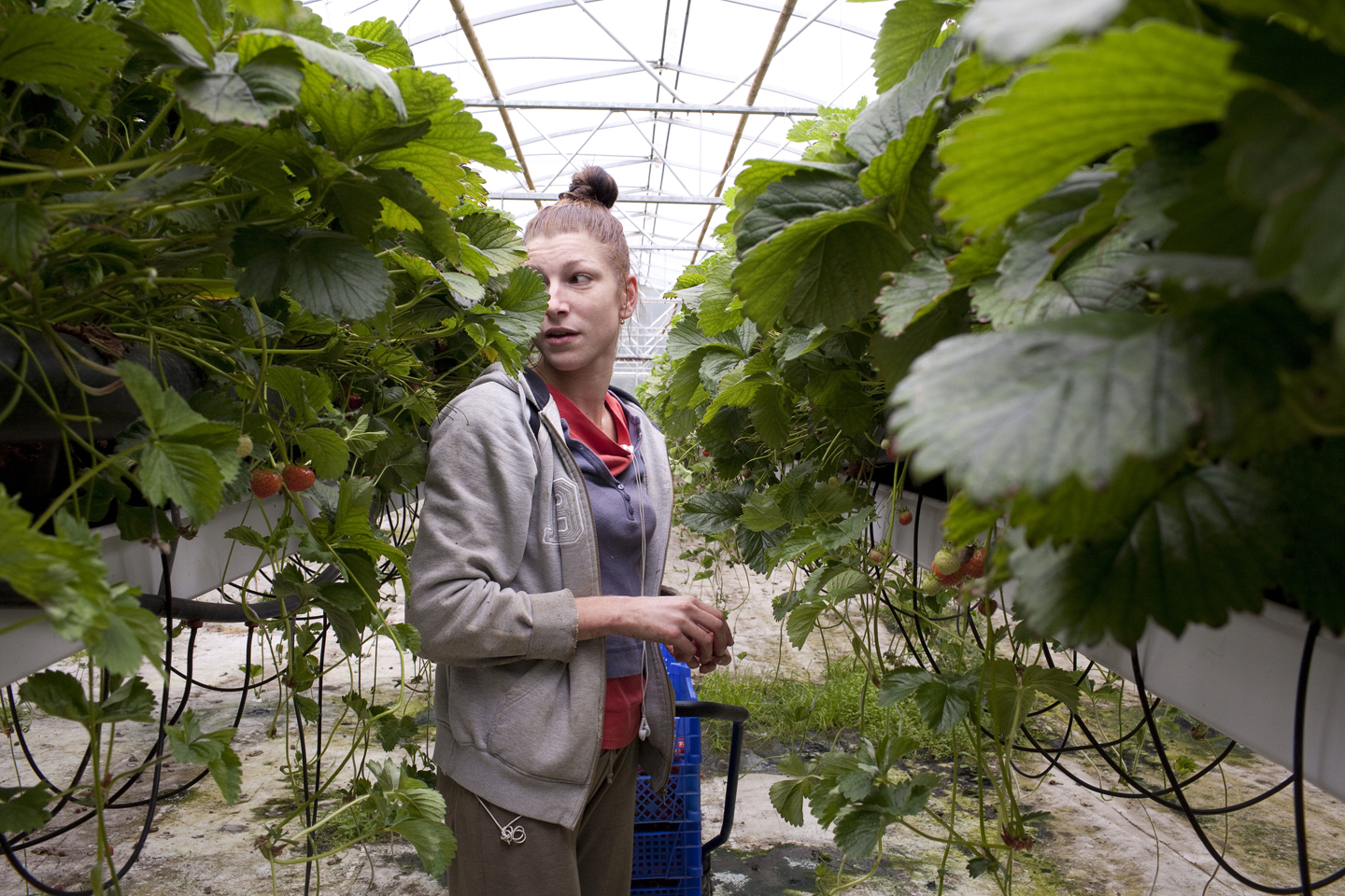  Sophie, a hungarian, picks strawberries at the greenhouse in Fludir. It is common for immigrants from European countries to work in these jobs. She says she will return to Hungary soon. 