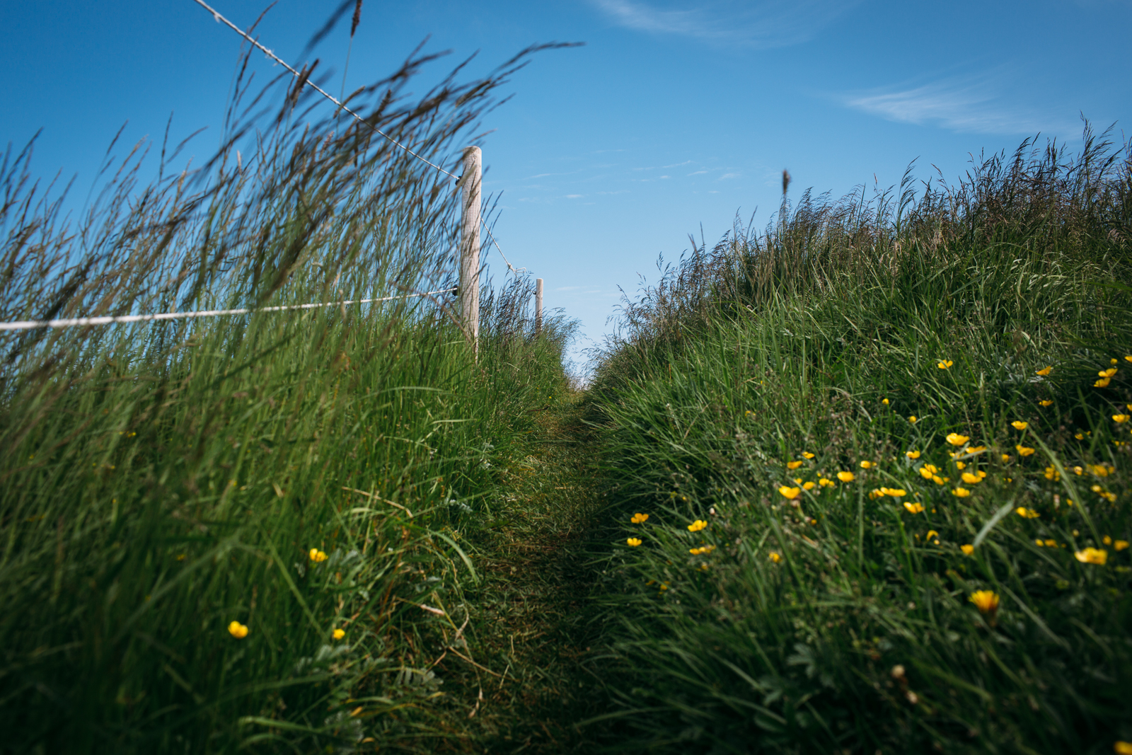  Yellow wildflowers bloom along a path leading down to Kirkjufellsfoss or "Church Mountain" in southwestern Iceland. 