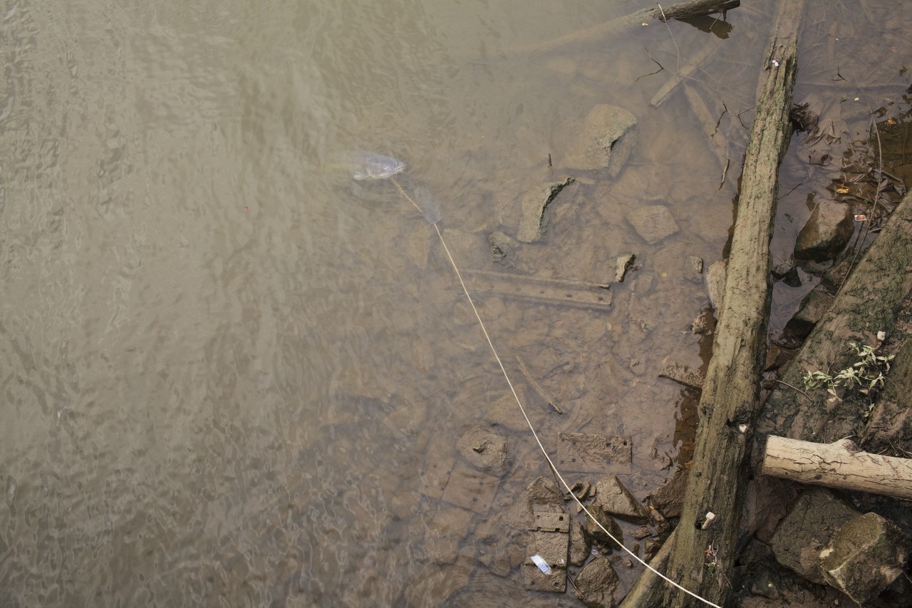 Alphonzo Wright prepares to pull in a catfish from the Anacostia River, near the CSX railroad bridge. Since catfish are bottom dwellers, there is worry that they accumulate more toxins, heavy metals, and pcbs, in their fat as they age. These toxins can accumulate in humans that consume the fish over an extended period of time. So even if one does not become immediately sick from consuming fish, it can have long term health effects.