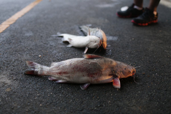  Linda and Ed catch catfish under the John Philip Sousa bridge in Washington, D.C. on a Friday night in June, 2012. 