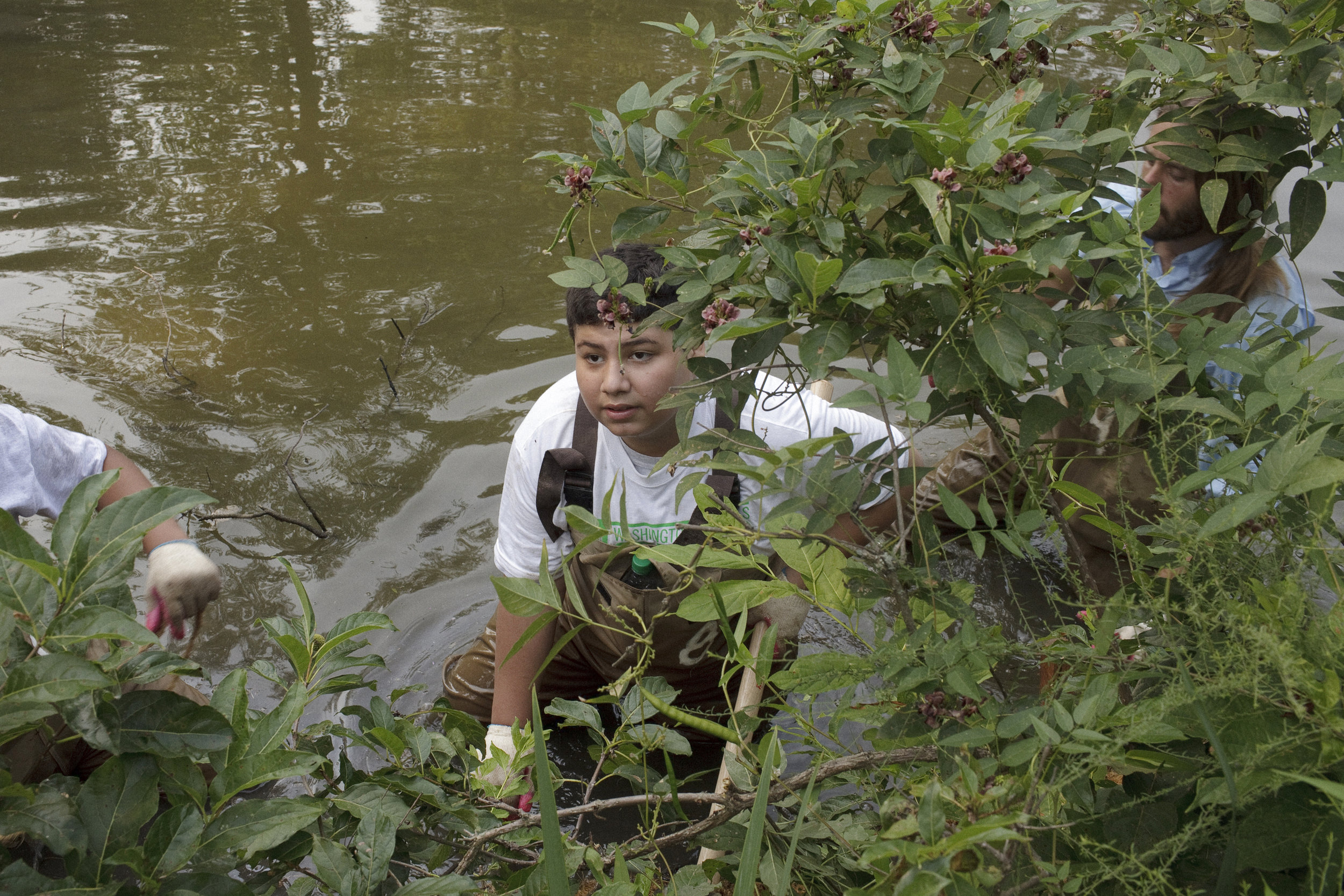 A Boy Scout troop works in Kenilworth Aquatic Gardens as part of a group work day sponsored by the Washington Nationals.