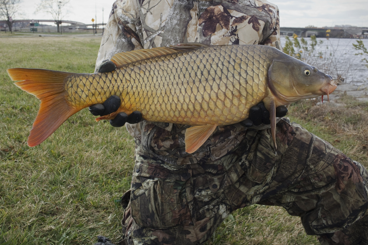 James Hopkins holds a carp he caught in the Anacostia on a November day in 2012. He attempts to catch carp exclusively. As a member of the Carp Anglers Group he is dedicated to catch and release fishing. “Fishing for me, is my therapy. It’s for my head, it’s for my heart, and you get fresh air,” he says.