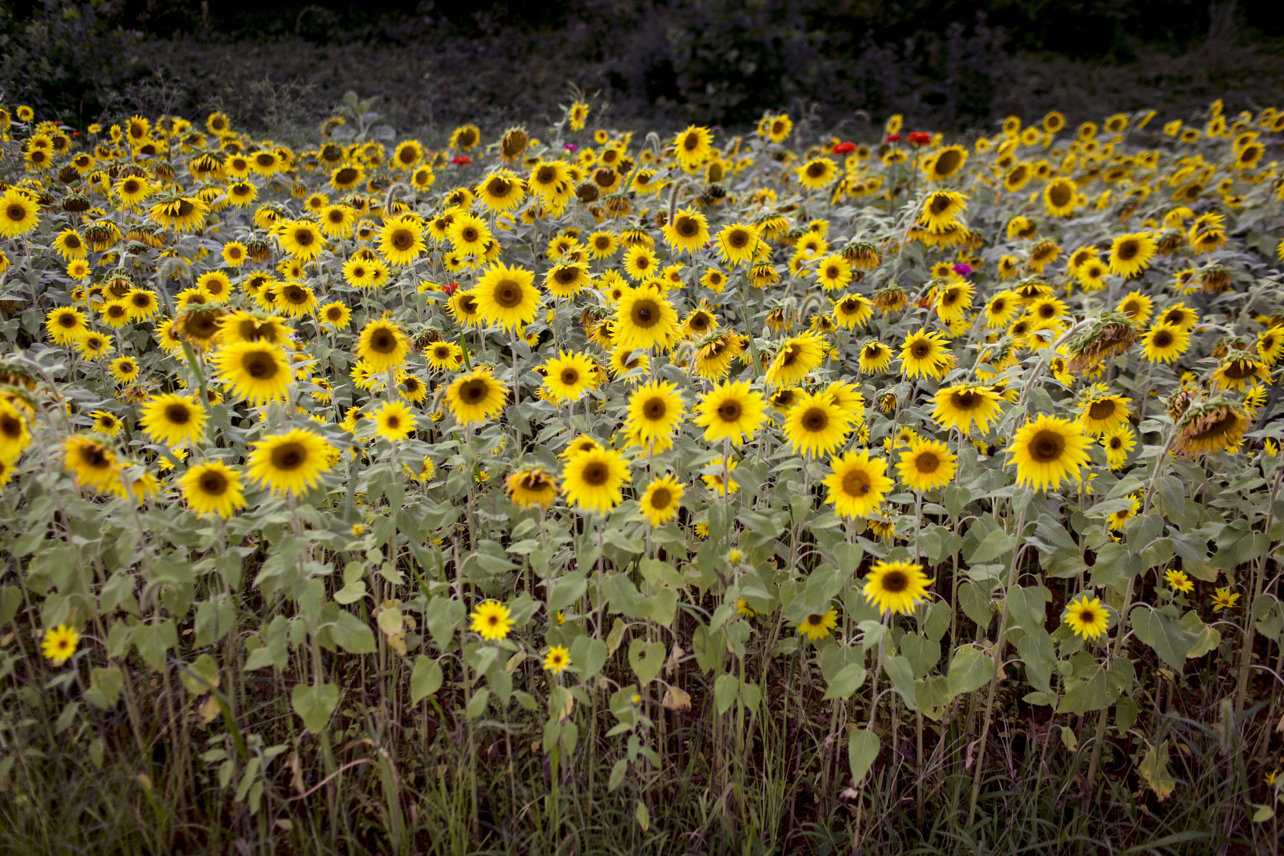 Harlan_sunflowers copy.jpg