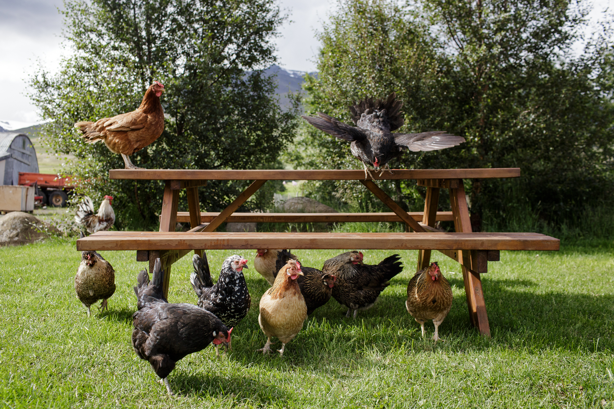  Chickens flock a picnic table outside an ice cream shop in Akureyri.  
