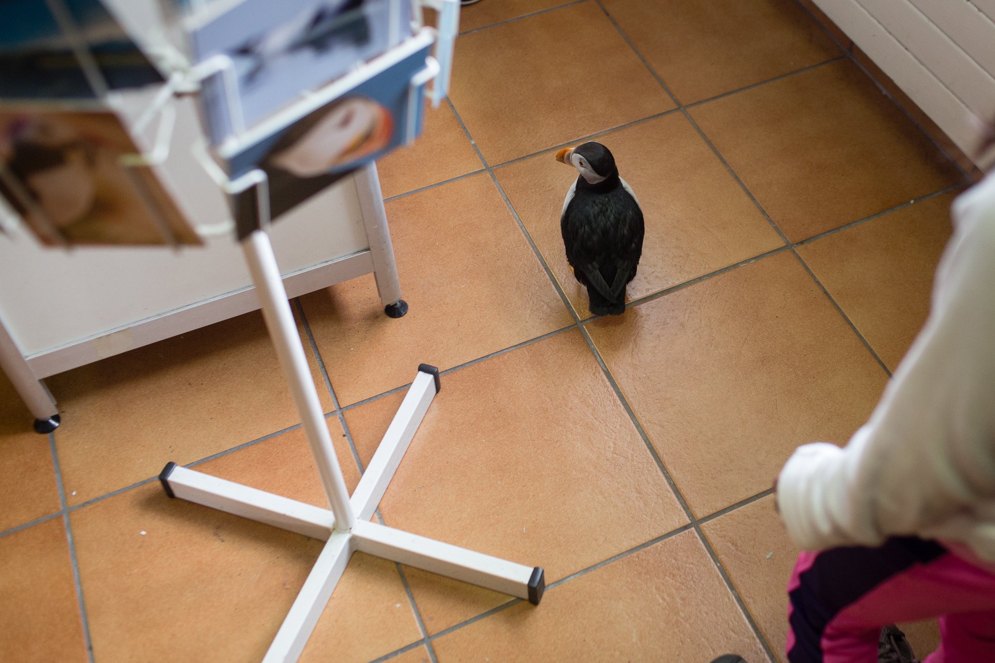 A puffin walks through the gift shop at the Sæheimar Aquarium in the Westman Islands.