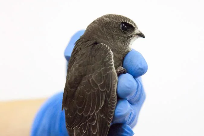 BirdsDontCry-Common_swift-Anjes_Gesink.adapt.676.1.jpg