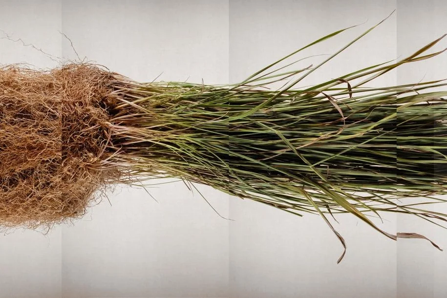crop_NationalGeographic_1185476.adapt.1190.1.jpg