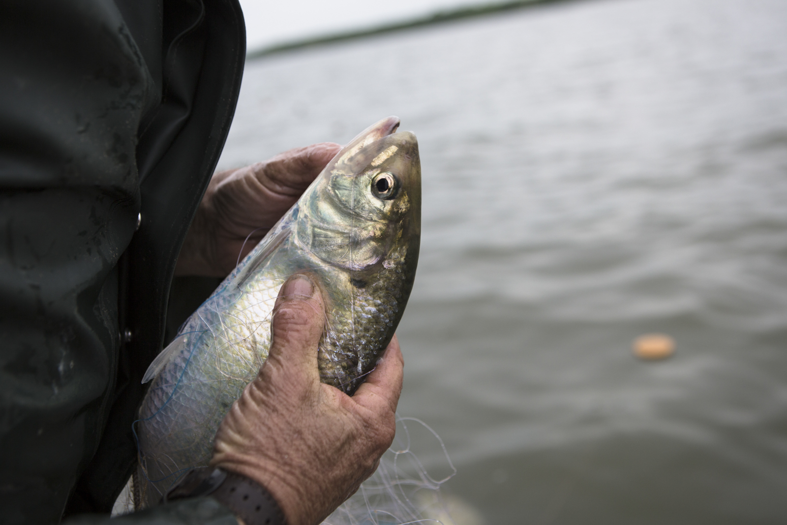  When the restocking program began in the mid 1990s, finding even a few American shad in the Potomac was a win.  