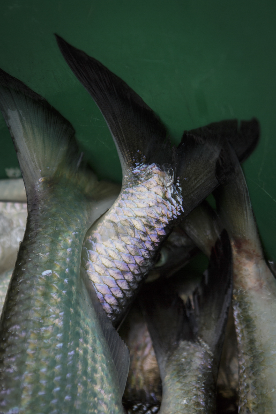  American shad are known for their shiny, reflective scales. Here, the fish have been collected for the restocking program.  