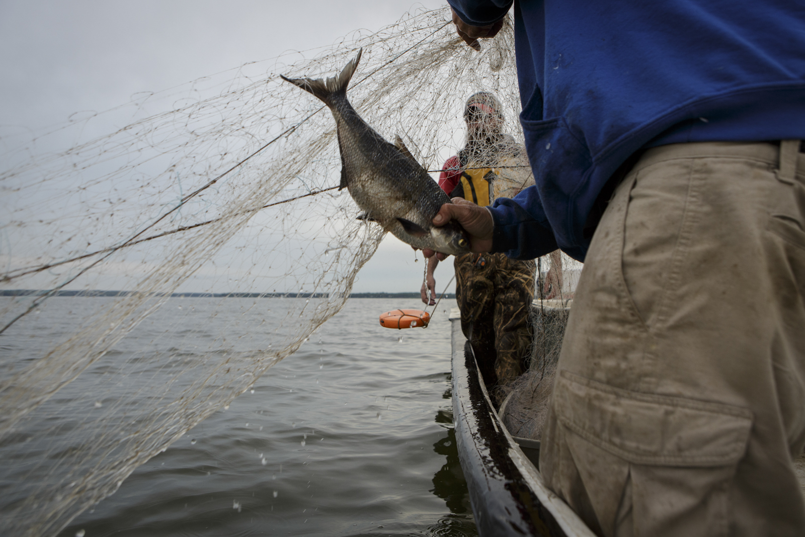 In the process of finding American shad, other fish species are inevitably caught in the gill net.