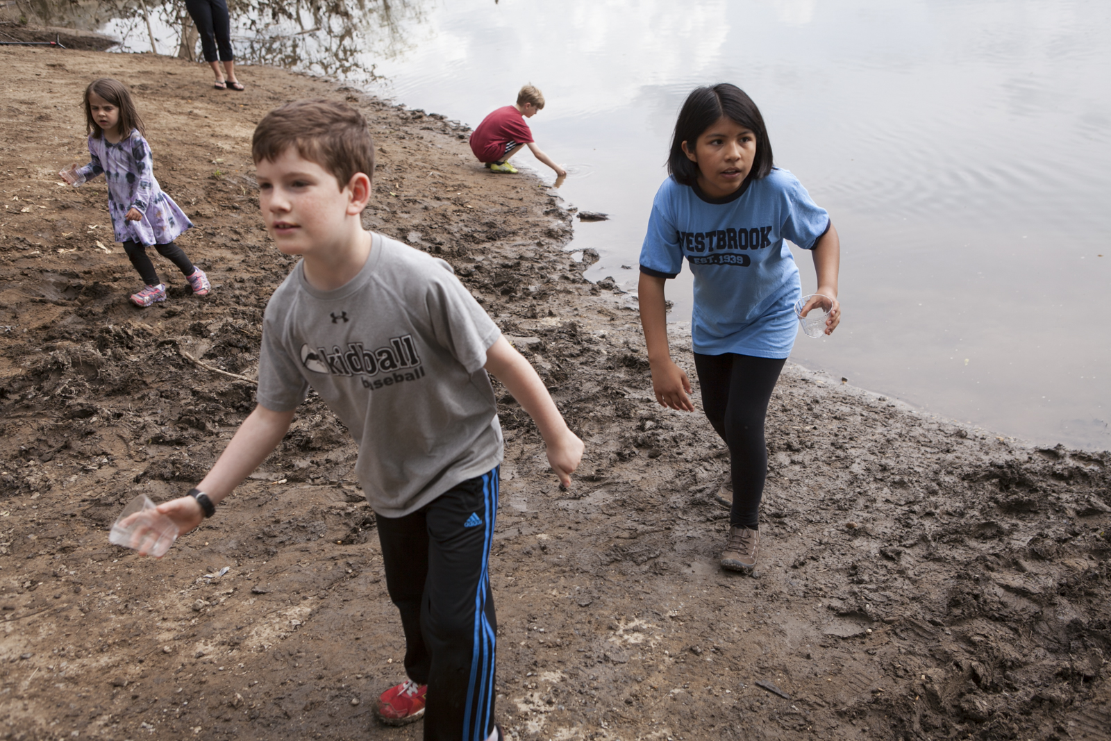 Students from Westbrook Elementary release American shad fry into the Potomac on a muddy day.
