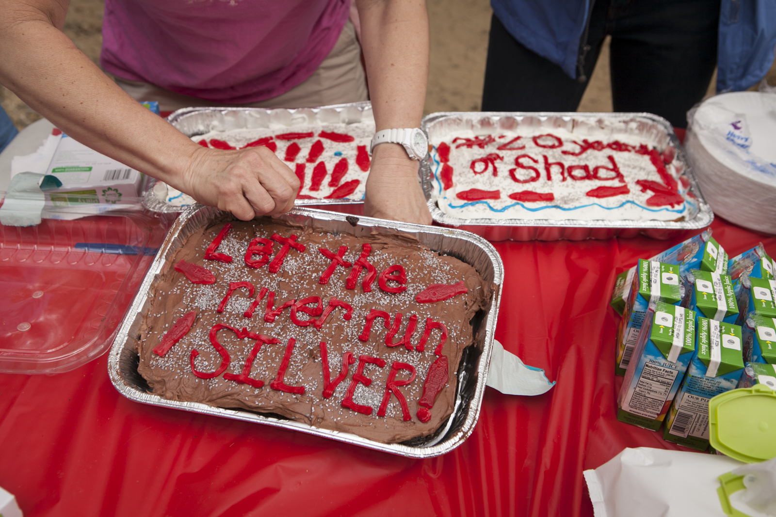 To celebrate 20 years of participating in the American shad release, Westbrook parents and teachers pulled out all the stops with signs and refreshments.