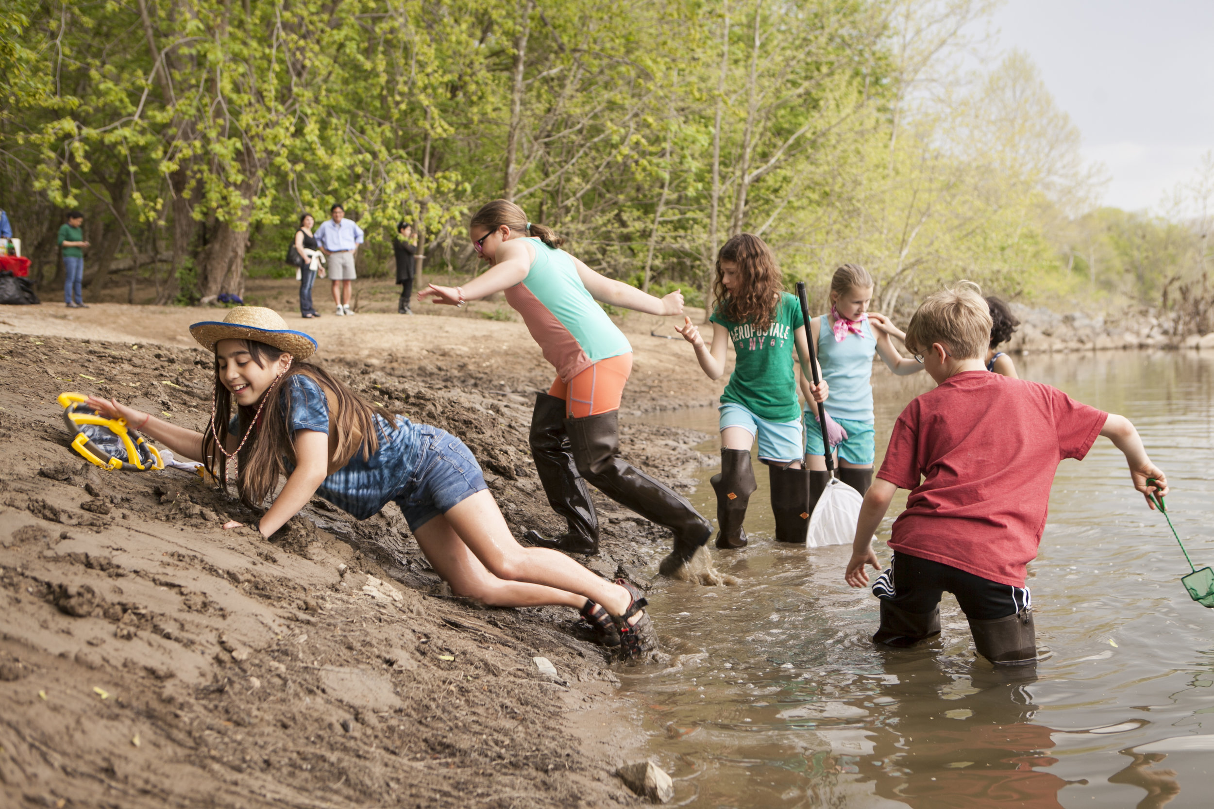  Students from Westbrook Elementary release American shad fry into the Potomac and then return up the muddy bank to re-fill their cups.  