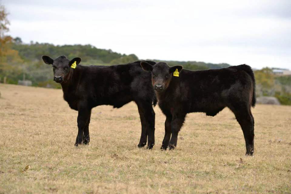 LARGE ANIMAL & RANCH CALLS