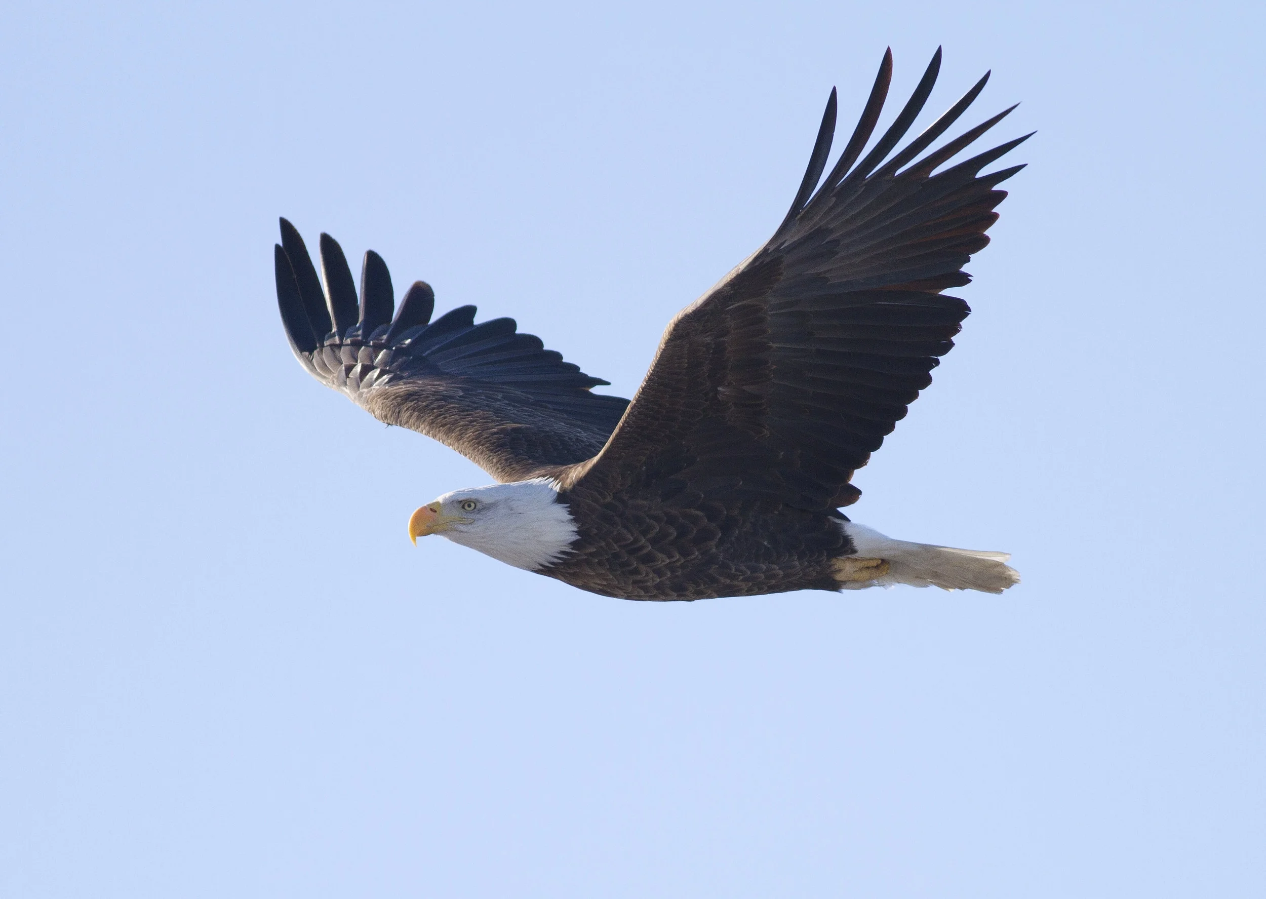 Illinois claims to have more wintering bald eagles annually than any state other than Alaska. (Wikimedia Commons/Steve Berardi)