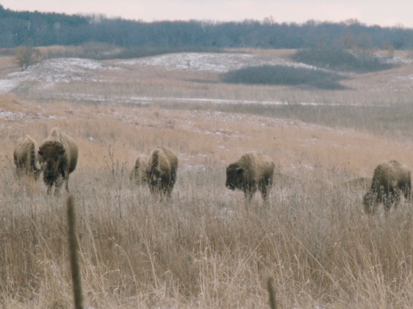 Bison roam the Nachusa Grasslands. (One Illinois/Zach Sigelko)