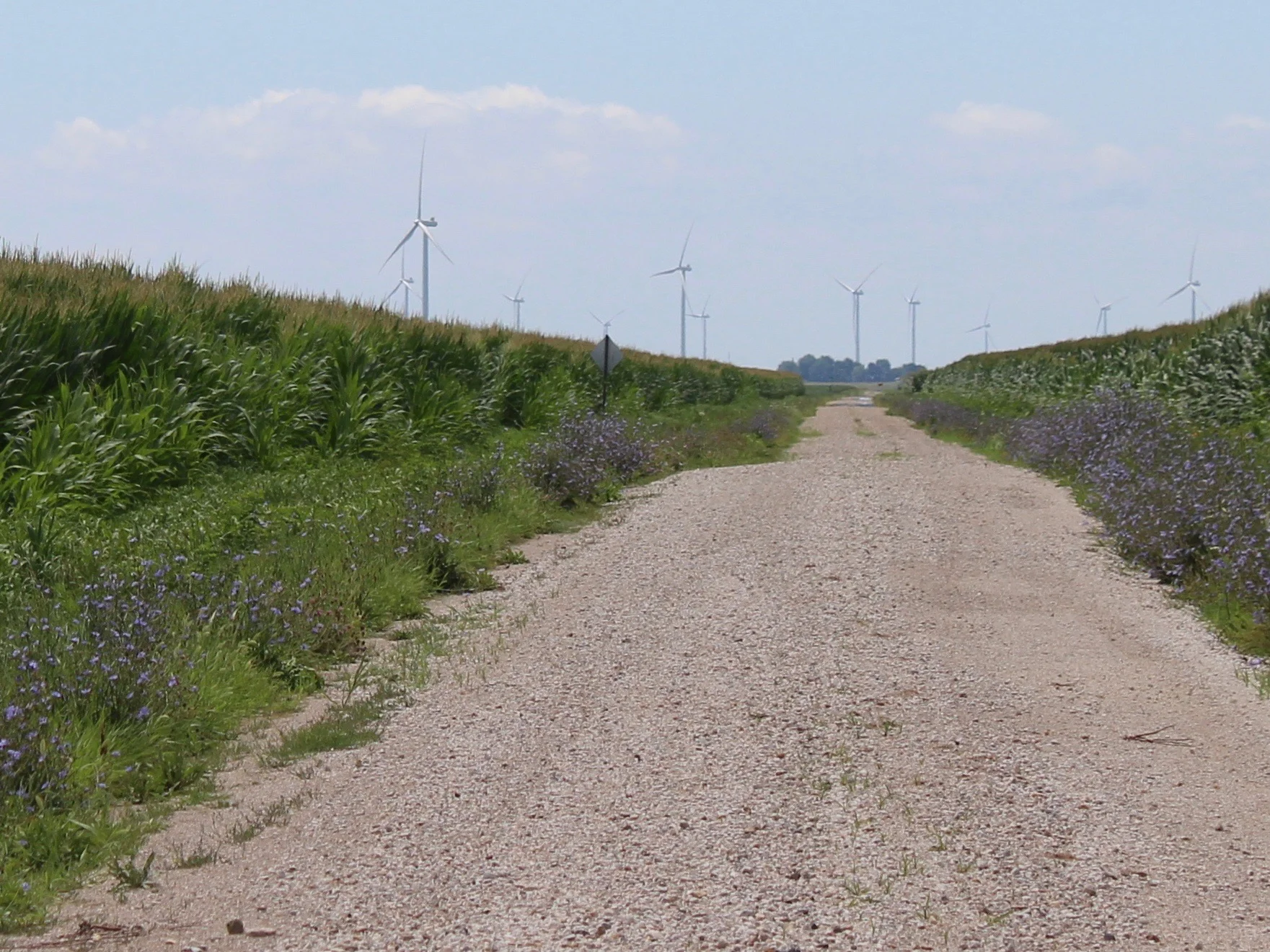Wind turbines rise in the distance between central Illinois cornfields. (One Illinois/Ted Cox)