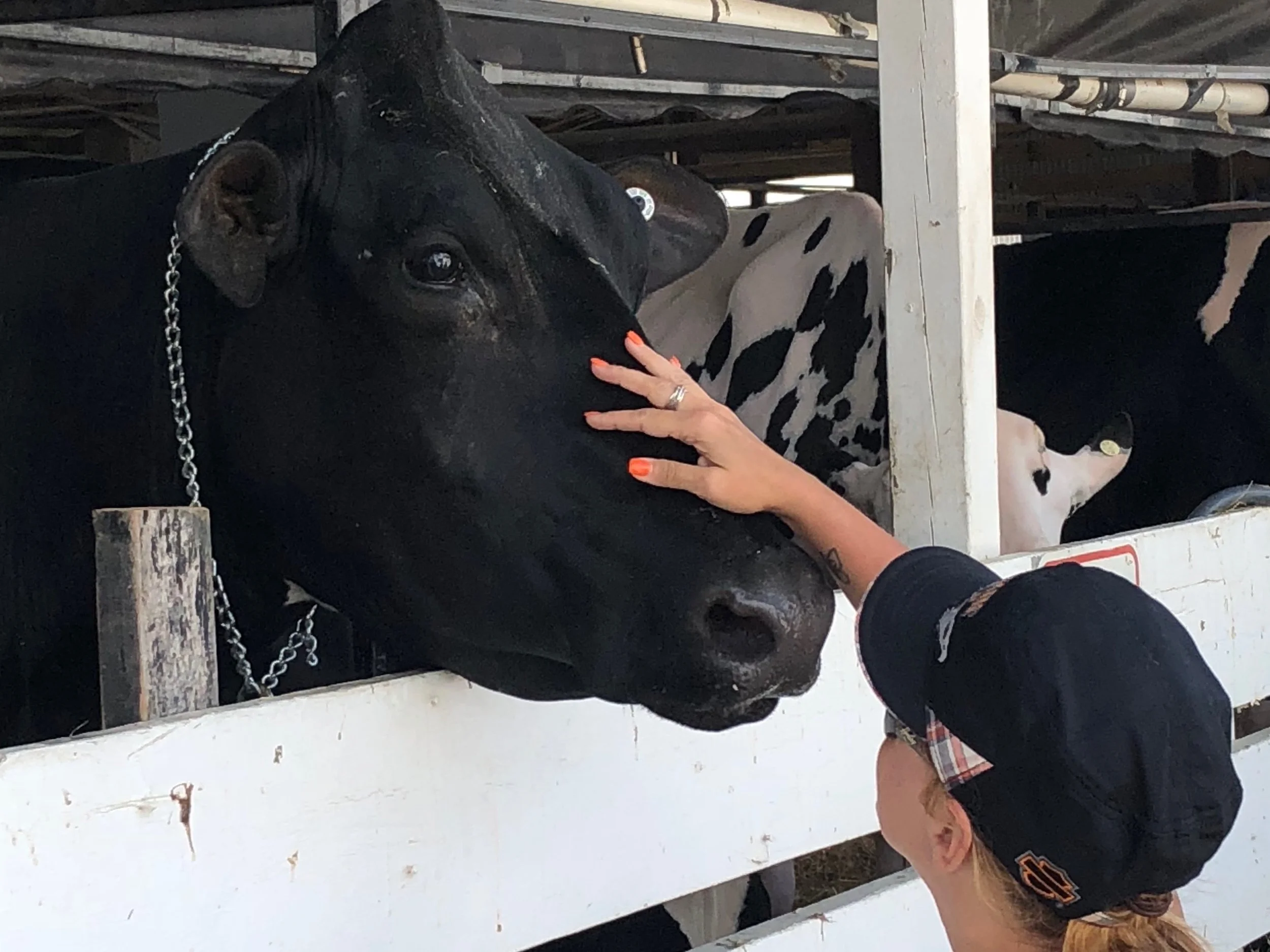 A cow gets a pat on the nose at the State Fair in August. (One Illinois/Ted Cox)