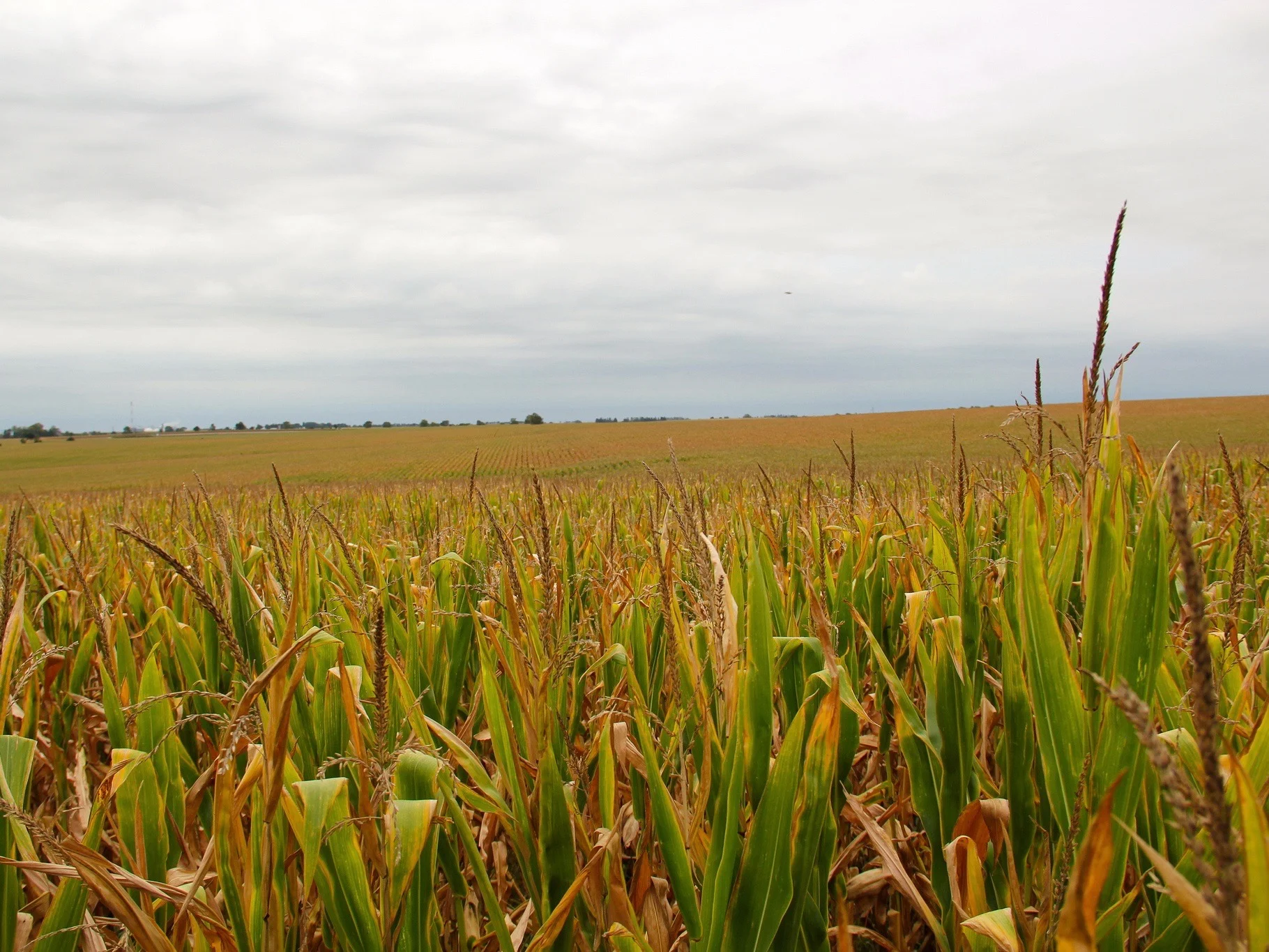 Corn growers warn of trade-deal delay on USMCA