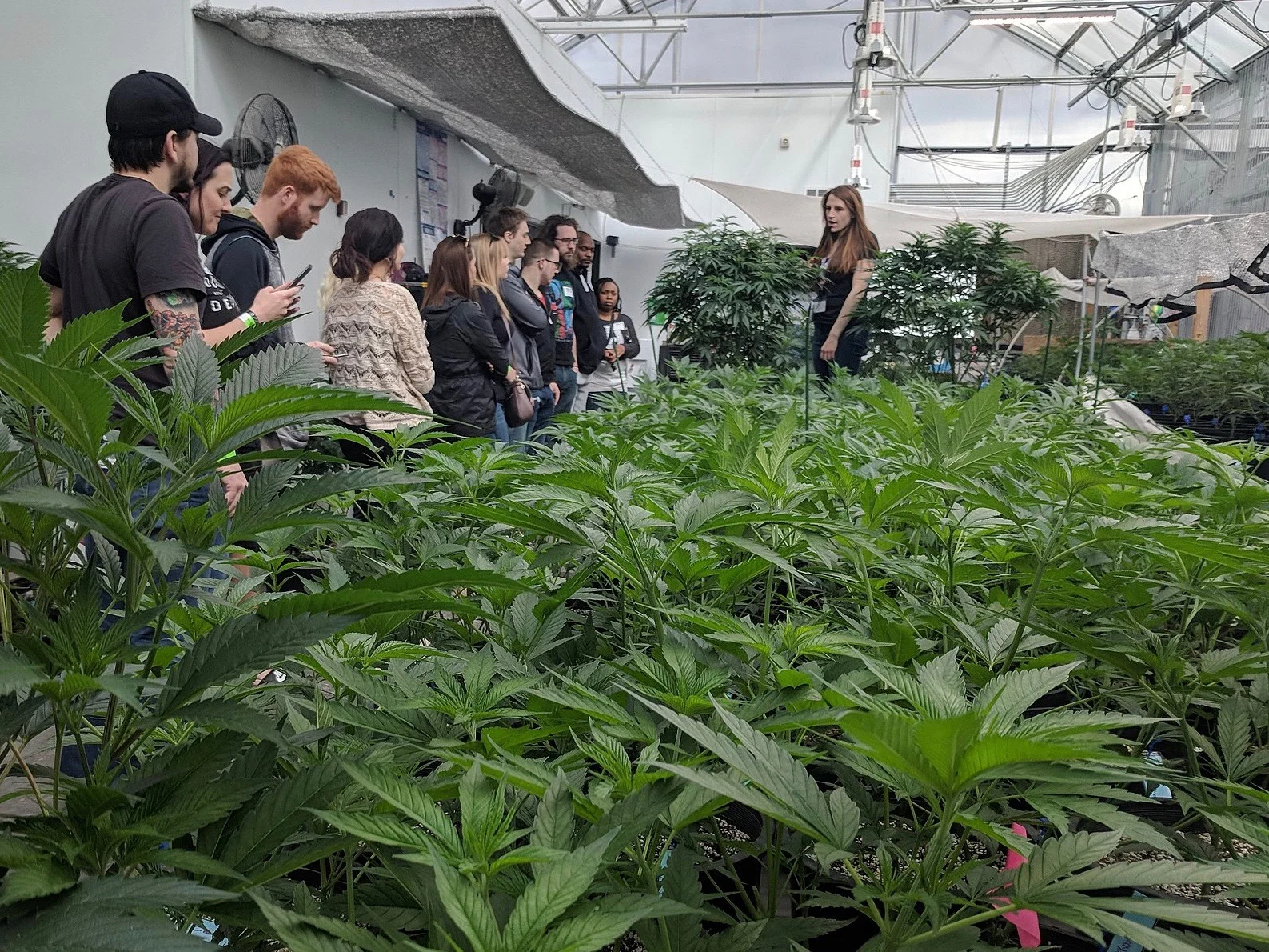 Colorado tourists visit a marijuana greenhouse. A new study finds legalized pot could increase Illinois tourism. (Wikimedia Commons/My 420 Tour)