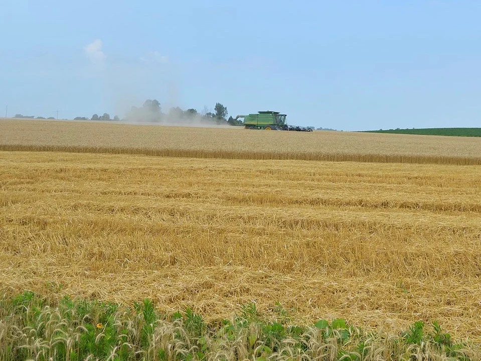 An Illinois wheat farmer harvests the crop in Gallatin County. (Wikimedia Commons)