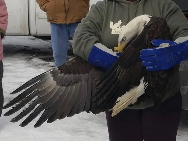 A female bald eagle is held by TreeHouse Wildlife Center President Marcie Nagle before being released back into the wild Monday in Roodhouse. (Facebook/Michael Presley)