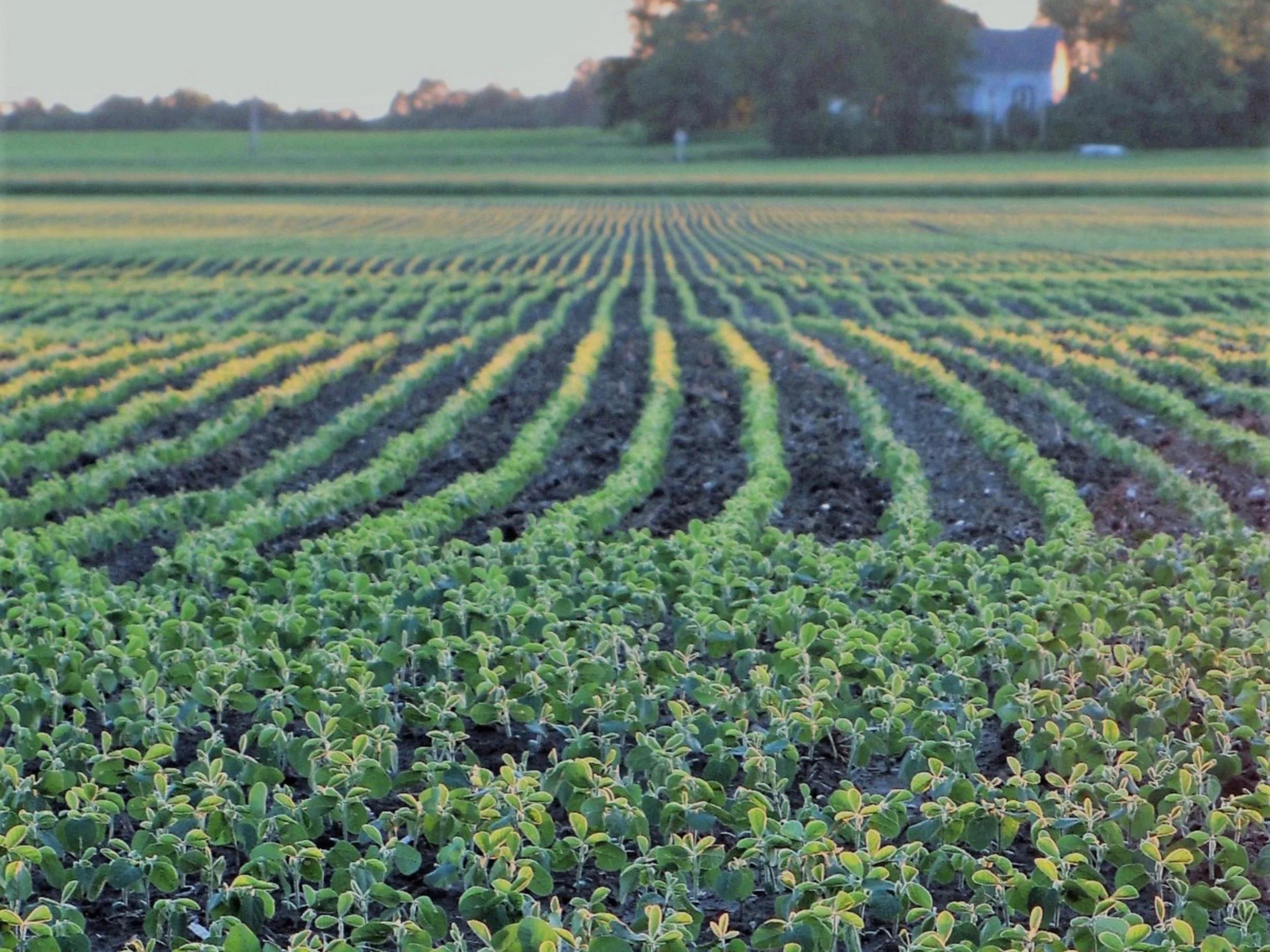 An early season Illinois soybean field. (Shutterstock)