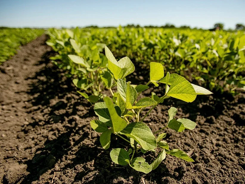 Soybeans grow on the South Farms at the University of Illinois at Urbana-Champaign. (University of Illinois/Brian Stauffer)
