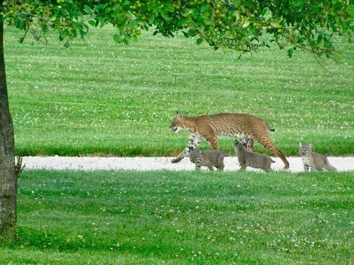 A bobcat mother with a litter of three. (Facebook/Illinois Bobcat Foundation/Bob Wittevrongel)