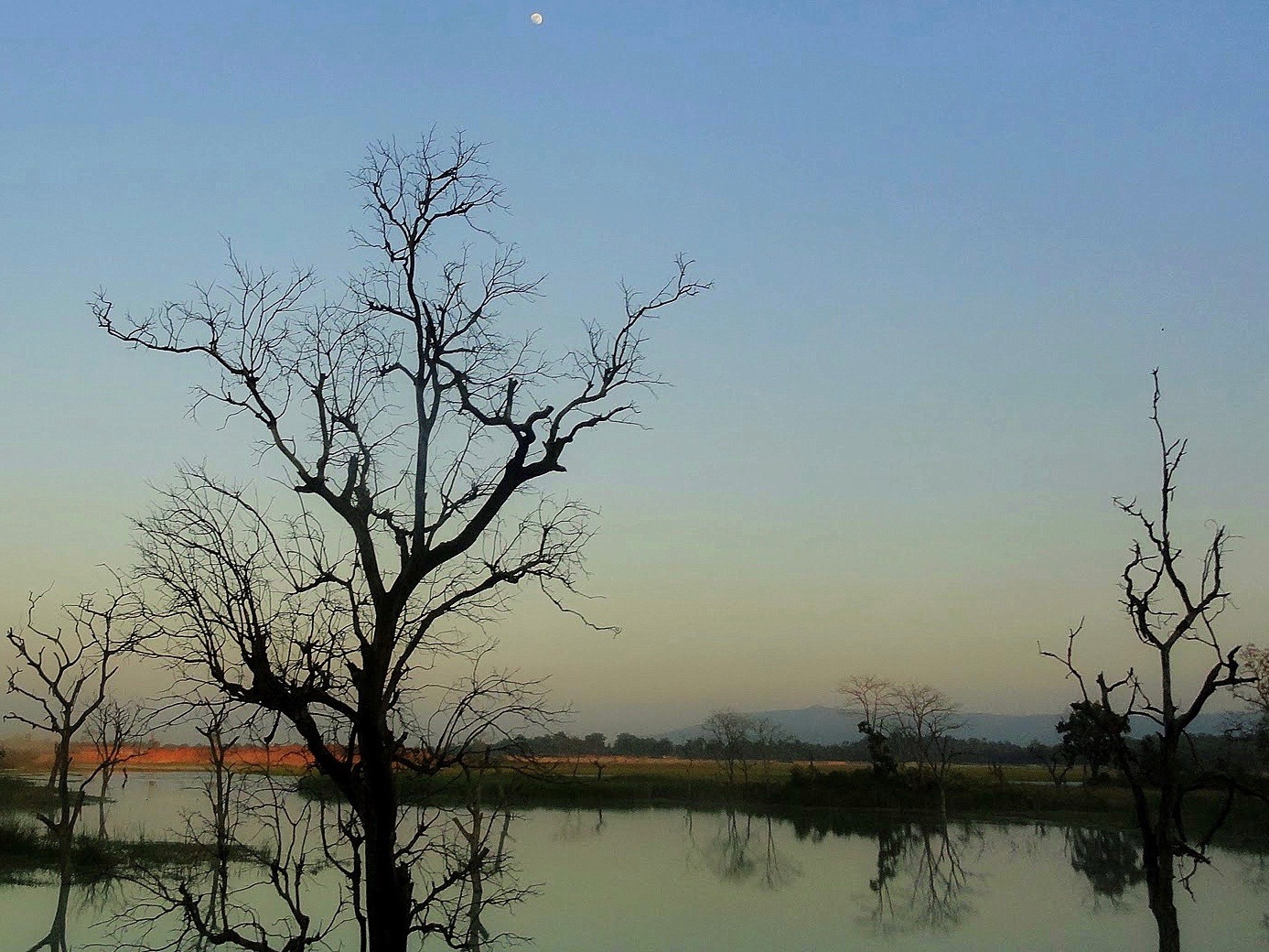 Trees wither along the shore of a coal-ash pond. (Wikimedia Commons/Ansh Mishra)