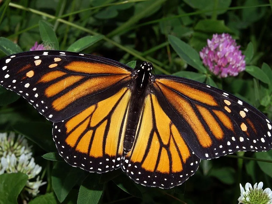 Monarch butterflies need to be sustained along with other essential insect pollinators key to the agriculture industry. (Wikimedia Commons/Kenneth Dwain Harrelson)