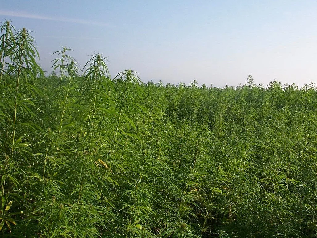 Gov. Pritzker projects a $1 billion market for industrial hemp, but it will have to develop as farmers are growing it. (Wikimedia Commons/Aleks)