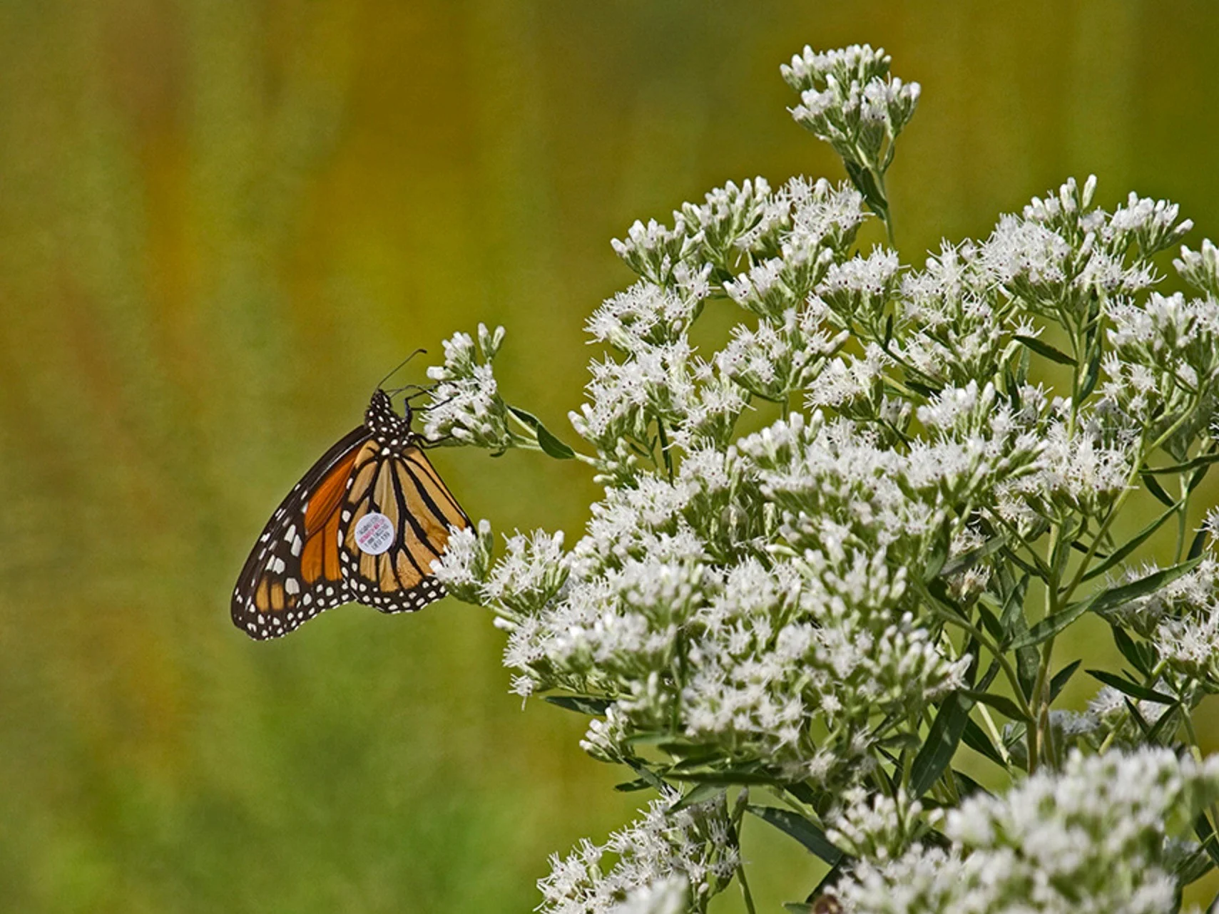 A tagged monarch butterfly in Illinois. (U.S. Fish and Wildlife Service)
