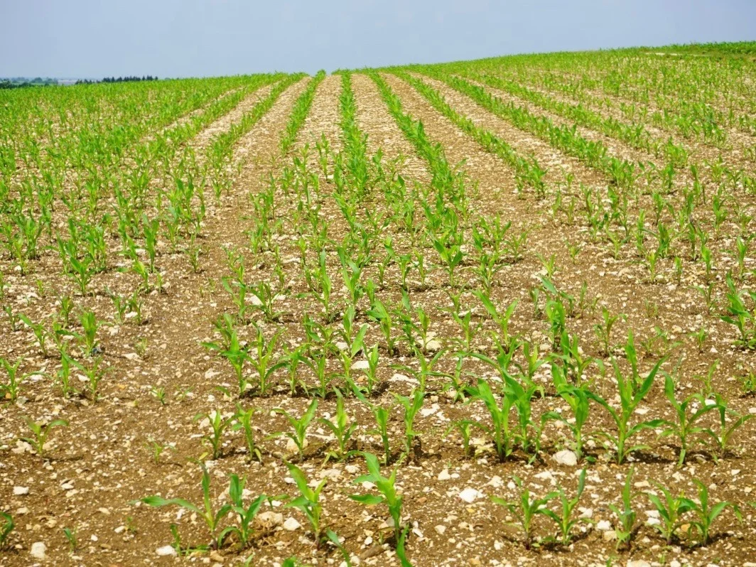 Corn emerges from the soil. It’s not quite up to usual levels, but it’s making up ground. (Creative Commons)
