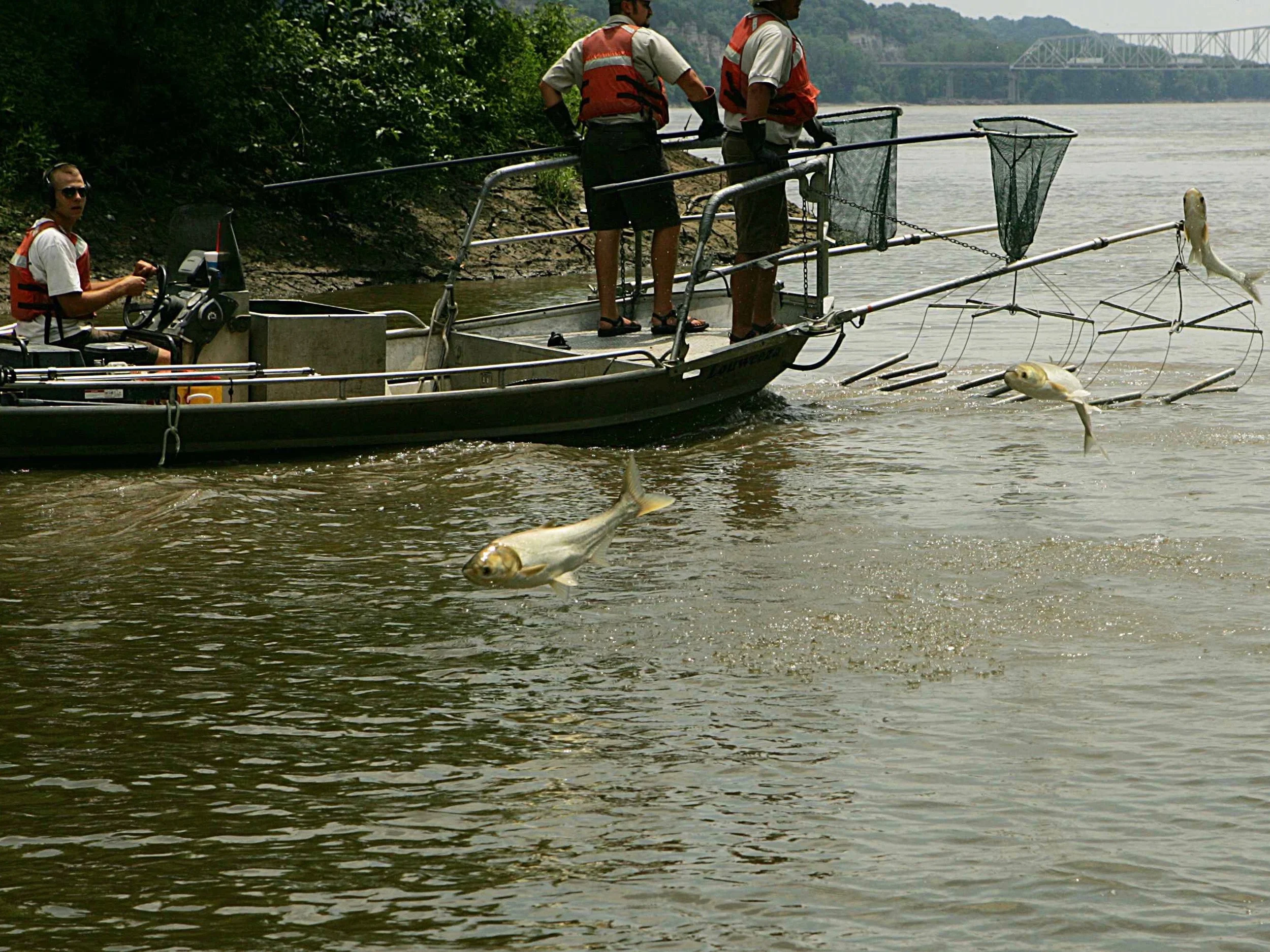 Silver carp leap to elude capture by researchers. (U.S. Fish and Wildlife Service)