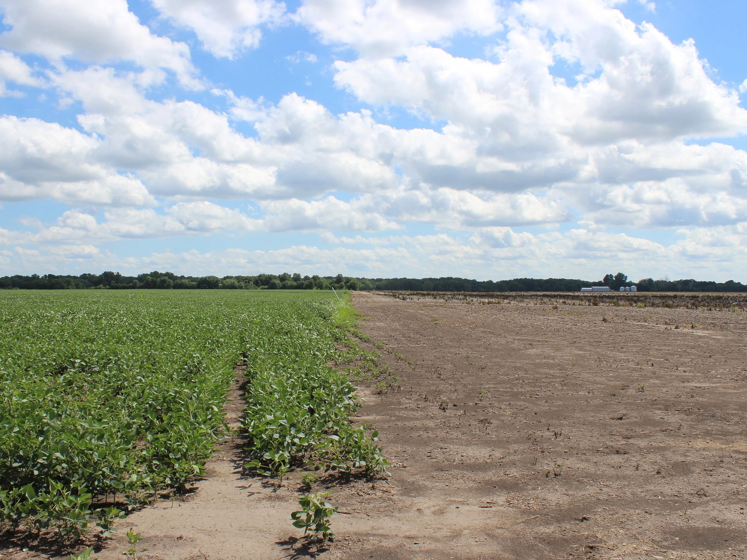 Soybeans grow next to a barren field in central Illinois. (One Illinois/Ted Cox)