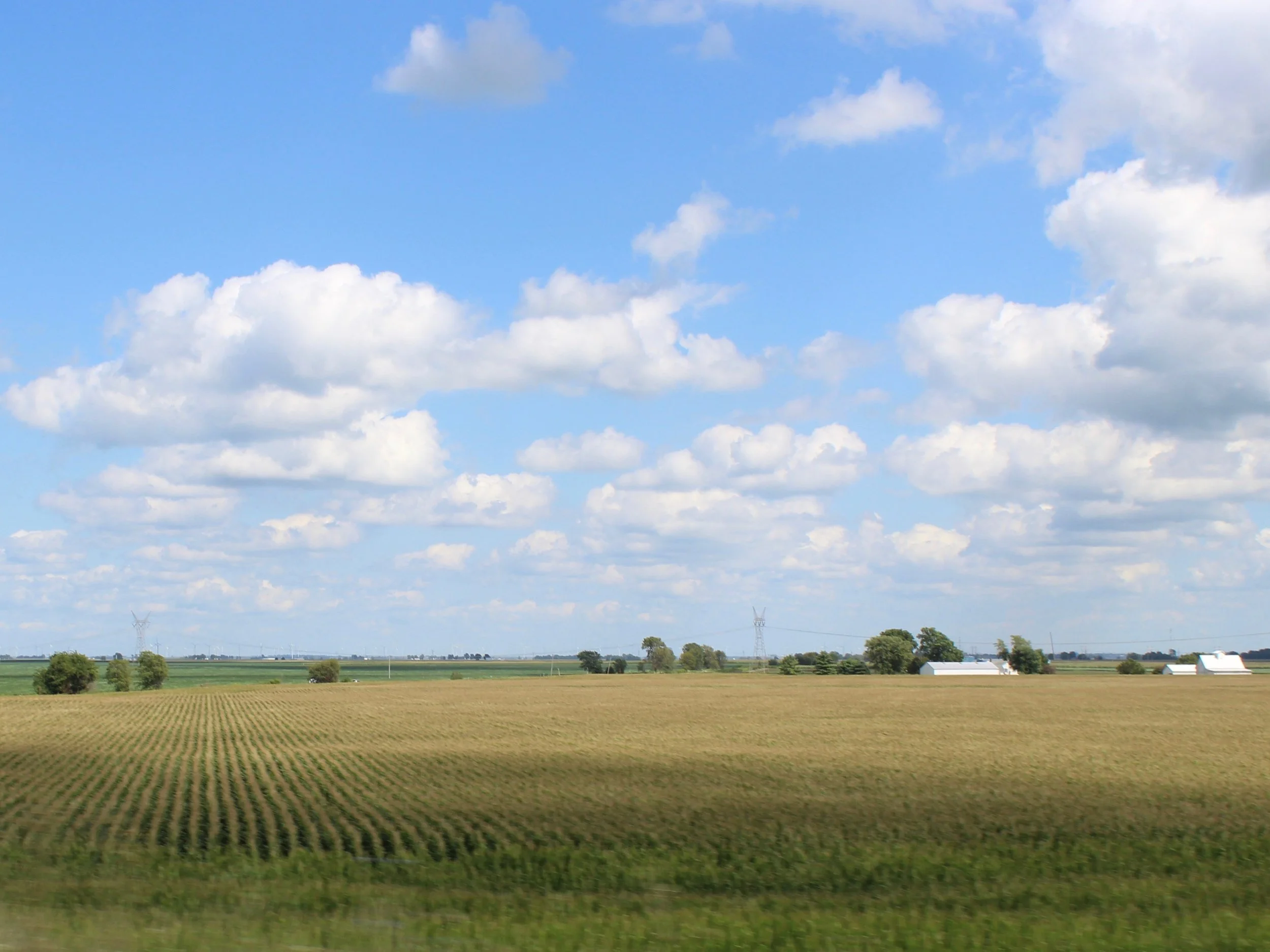 Corn rows show their tassels in central Illinois last week. (One Illinois/Ted Cox)
